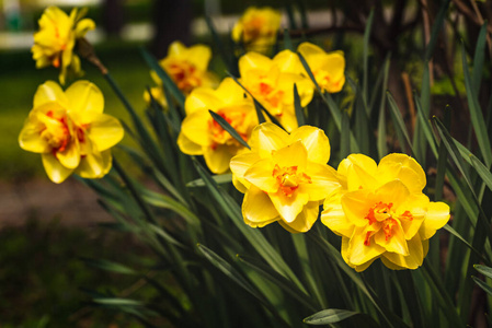 春天 生长 季节 花瓣 盛开 美丽的 花园 花粉 夏天 蒸汽