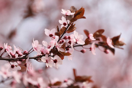 梅子 春天 果园 季节 自然 盛开 芳香 美丽的 花的 环境