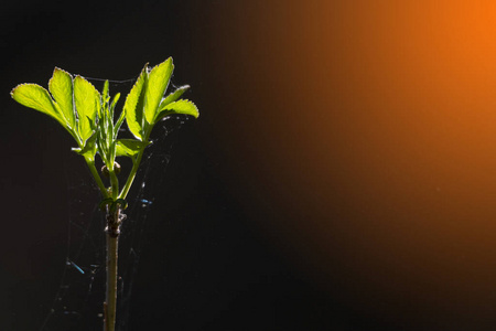 横幅 纸张 季节 植物 春天 花的 特写镜头 生长 美丽的