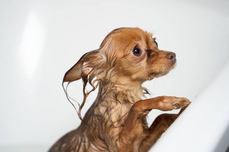 洗澡 肖像 犬科动物 卫生 乐趣 哺乳动物 享受 照顾 动物