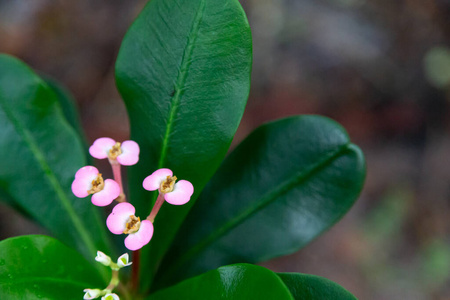 季节 美女 植物 植物学 场景 马达加斯加 纹理 园艺 生长