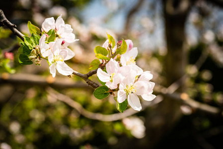 公园 春天 奇瑞 天空 樱桃 颜色 花儿 开花 树干 美女