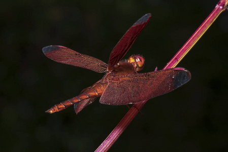 动物 翅膀 生活 飞镖 分支 植物 长的 环境 花园 透明的