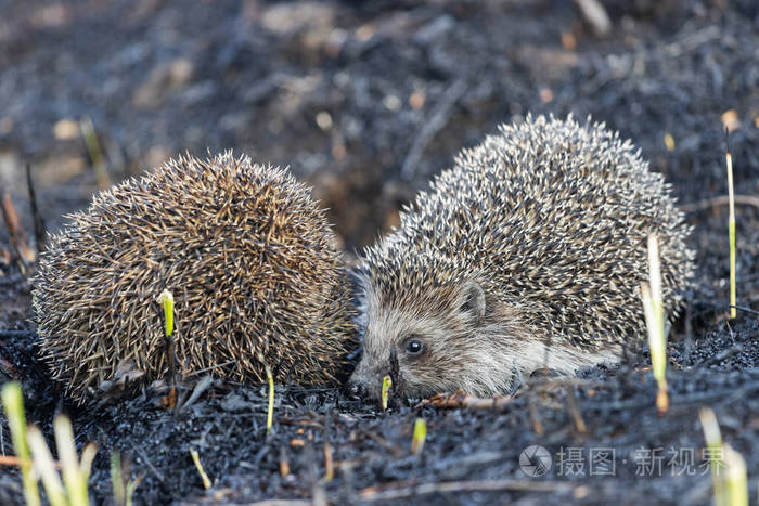 两只刺猬潜伏在地上