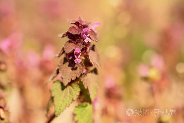 花的 季节 特写镜头 植物学 美丽的 草药 开花 春天 花瓣