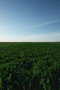 农场 农业 植物 春天 自然 领域 土地 季节 云景 草地