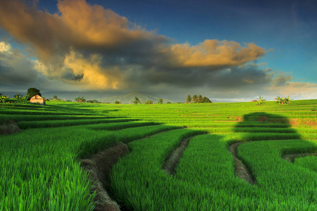 跋涉 领域 风景 巴厘语 农业 印度尼西亚 假期 自然 文化