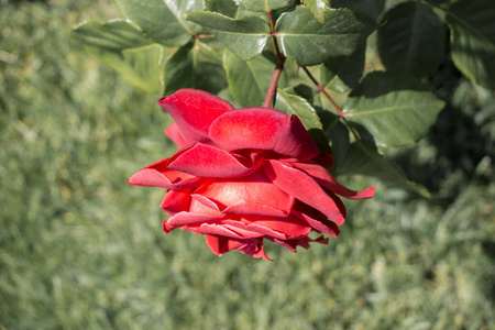 颜色 浪漫 花园 美女 玫瑰 植物 花瓣 开花 自然 夏天