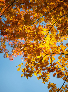 落下 森林 环境 季节 植物区系 花园 美女 秋天 颜色