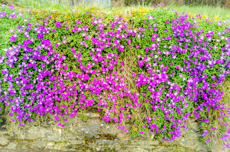 粉红色 开花 花园 紫罗兰 草地 紫色 花瓣 植物区系 夏天