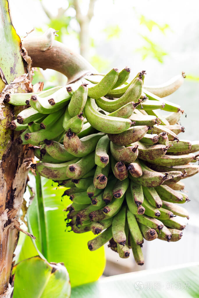 户外树枝上的绿香蕉果