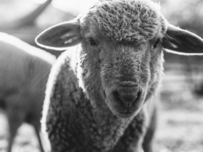 领域 牲畜 肖像 母羊 哺乳动物 动物 农场 农业 羊肉