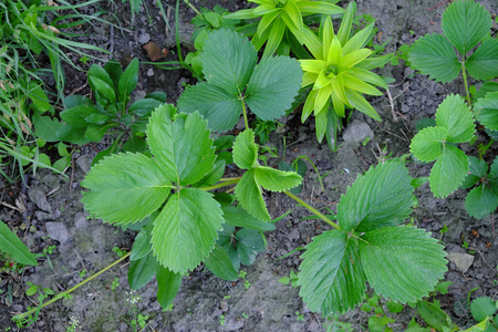 花园 自然 灌木 农业 季节 土地 夏天 草本植物 成长