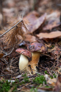 苔藓 秋天 牛肝菌 栗褐色 真菌 采摘 季节 松木 森林