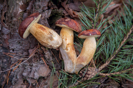 牛肝菌 地面 真菌 秋天 木材 板栗 苔藓 自然 蘑菇 采摘