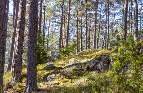 伍兹 季节 美丽的 苔藓 欧洲 夏天 风景 瑞典 斯堪的纳维亚语