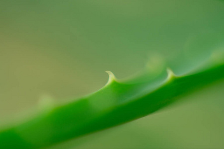 动物 野生动物 蜥蜴 植物 爬行动物 自然 毒蛇