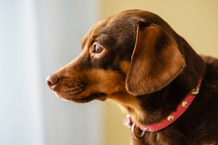 沙发 耳朵 可爱的 腊肠犬 动物 冷的 哺乳动物 宠物 幼犬