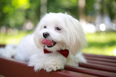 朋友 小狗 可爱的 美丽的 犬科动物 宠物 繁殖 哺乳动物