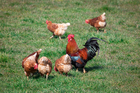 农场 马拉松 动物 家禽 农事 自然 荆棘 轮廓 母鸡 美丽的
