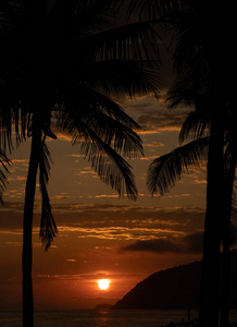 轮廓 雨伞 海滩 日落 夏天 太阳 棕榈树 旅行 海洋 天空