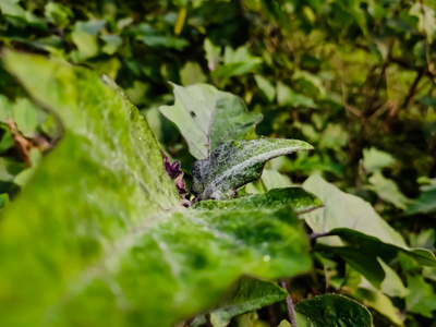 紫色 皇后 春天 植物区系 茄子 玄参科 特写镜头 自然