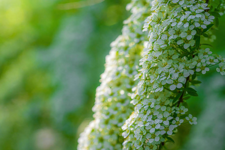 灌木 花瓣 夏天 开花 自然 植物 花园 特写镜头 植物区系