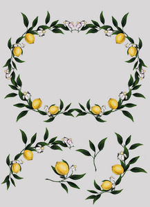 柠檬酸 食物 甜的 水果 植物 素食主义者 纺织品 水彩