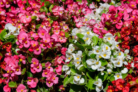 美丽的 植物区系 特写镜头 开花 墙纸 秋海棠 花的 花园