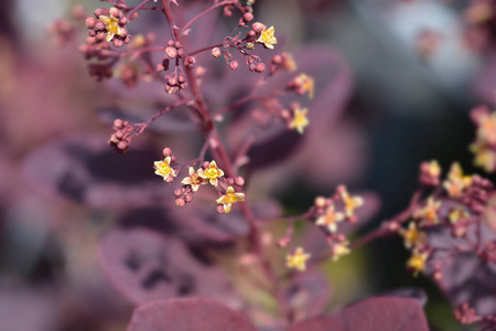 植物学 花园 自然 植物 紫色