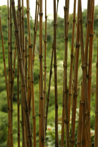 竹子 雕塑 巴厘岛 夏天 植物 公园 美丽的 早晨