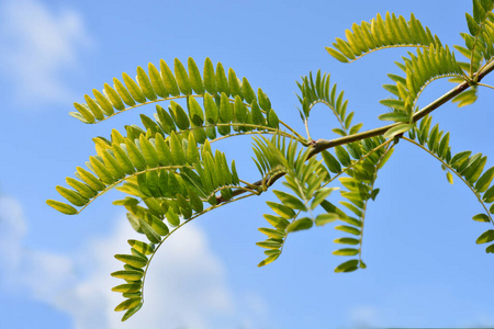 天空 花园 植物学 分支 植物 自然 春天