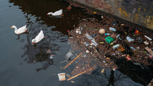 阿姆斯特丹市的垃圾和水渠里的塑料瓶，白天鹅从河里的垃圾中觅食。环境污染