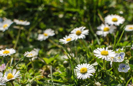季节 美女 花园 草坪 植物学 生长 特写镜头 花的 春天