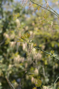 花园 复叶槭 春天 植物学 植物 自然 总状花序