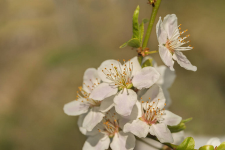 特写镜头 分支 自然 季节 粉红色 春天 樱桃 美丽的 花园