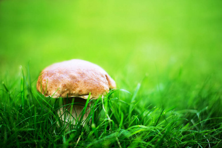 美味的 脱皮 教育 夏天 特写镜头 蔬菜 苔藓 有益健康