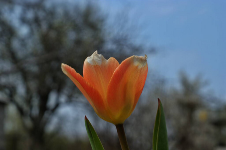 花瓣 植物 漂亮的 成长 郁金香 荷兰 自然 植物区系 荷兰语