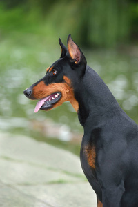 肖像 宠物 特写镜头 犬科动物 站立 鼻子 牙齿 猎犬 战斗