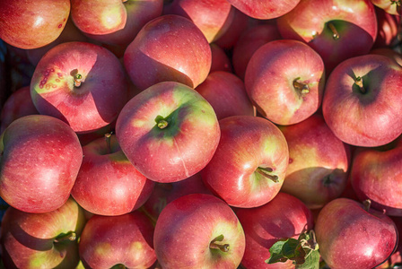 自然 作物 苹果 美味的 营养 植物 收获 食物 季节 农业