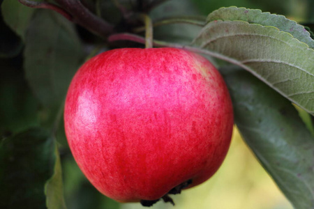 颜色 农事 苹果 成长 美味的 分支 农场 水果 村庄 收获