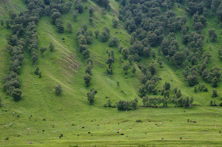 农业 乳制品 动物 风景 农场 放牧 土地 天空 乡村 自然