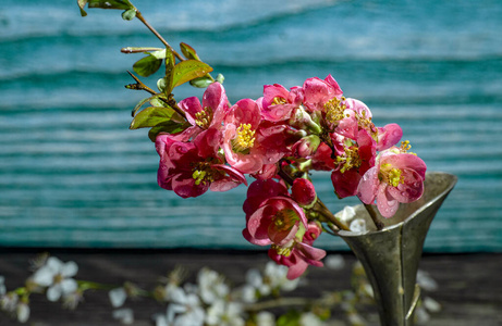 情人 庆祝 玫瑰 礼物 自然 植物 花束 开花 美女 粉红色
