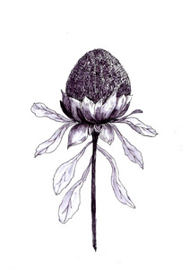 A picture of a flower. Black and white drawing on a white backgr