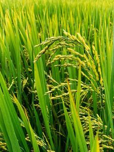 植被 越南 收获 农事 外部 富足 季节 地球 植物学 农田