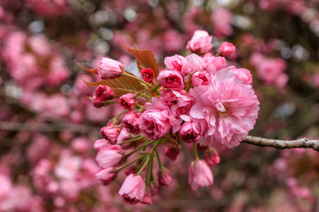 植物 樱桃 盛开 季节 颜色 花的 分支 自然 美丽的 风景