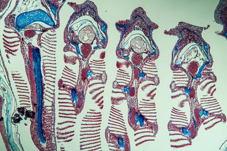 显微镜检查 组织 过滤 斑马鱼 诊断 呼吸 细胞 研究 放大倍数