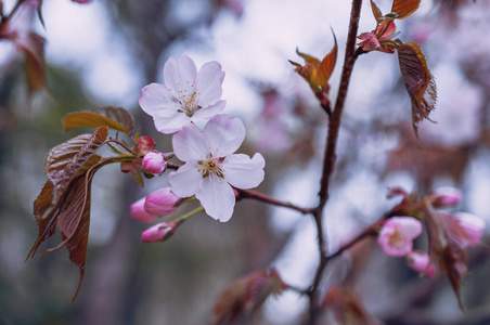 春天 美丽的 日本人 日本 开花 樱桃 特写镜头 植物区系