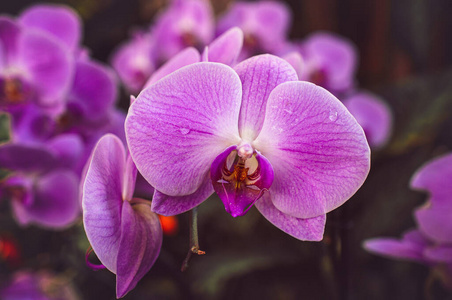 蝴蝶兰 颜色 粉红色 花园 兰花 开花 花瓣 植物 花束