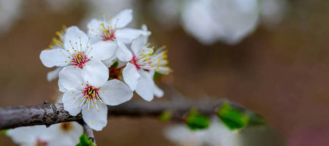 植物 美丽的 樱桃 花的 春天 花园 美女 四月 分支 特写镜头